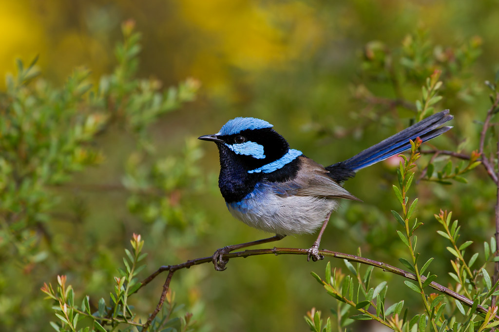 Jaunty grey bellied bird with black and vibrant sky blue head and tail