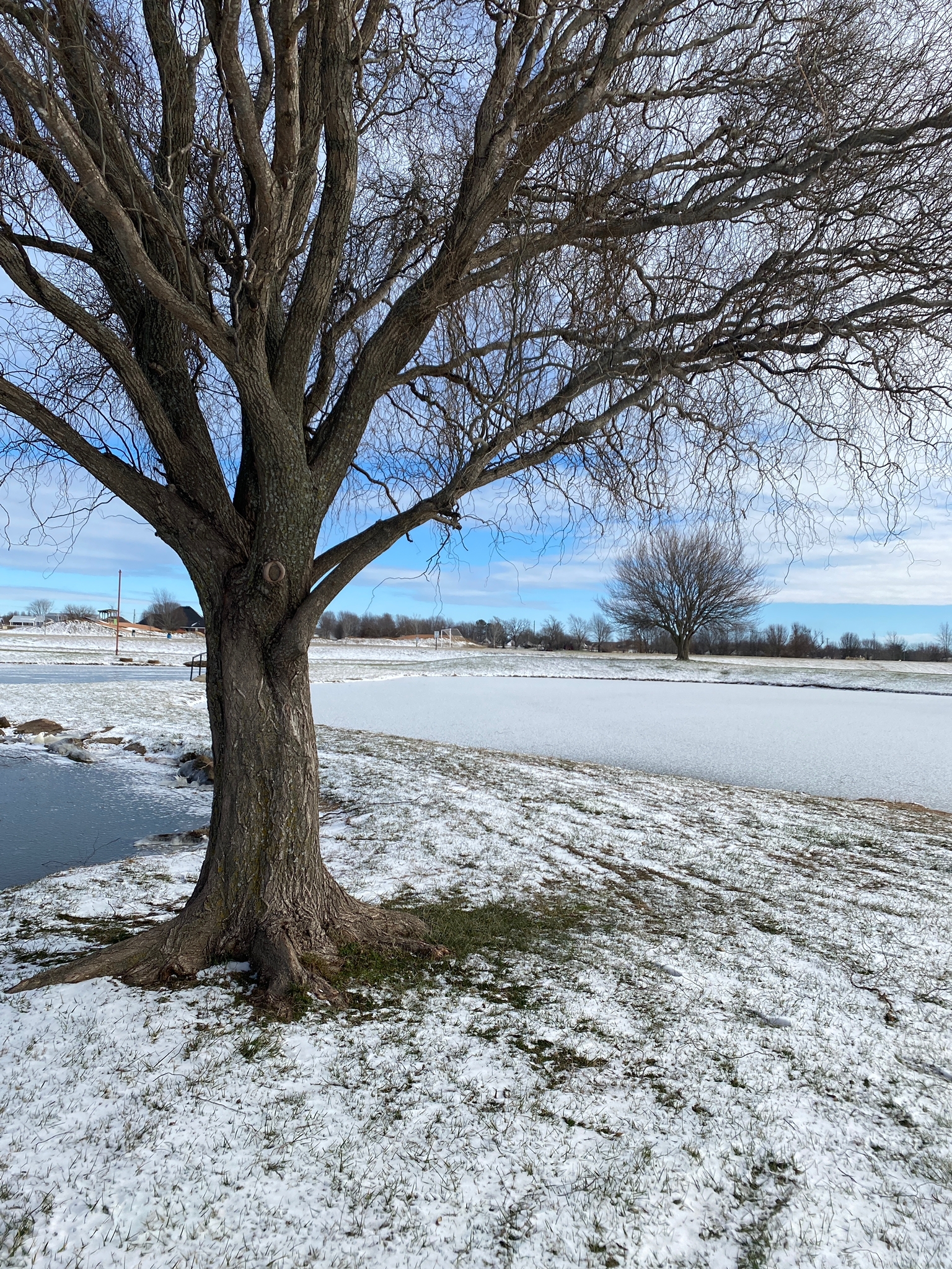 Willow tree in foreground. White dusting of snow and pond with bridge in background.